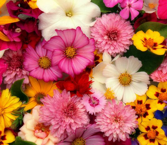 פרחים לכולם – איך לקנות פרחים בצורה חכמה