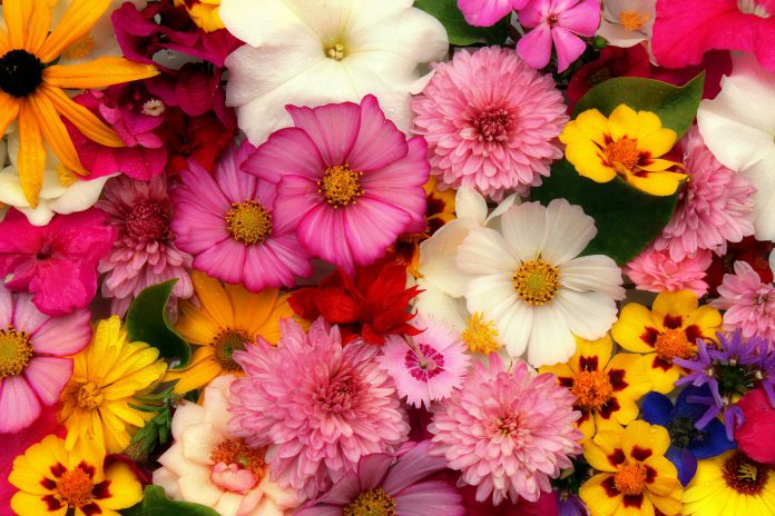 פרחים לכולם – איך לקנות פרחים בצורה חכמה