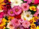 פרחים לכולם – איך לקנות פרחים בצורה חכמה